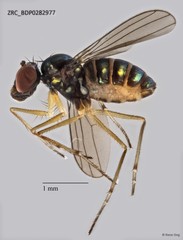 Thinophilus apicatus • © Rene Ong • All Rights Reserved