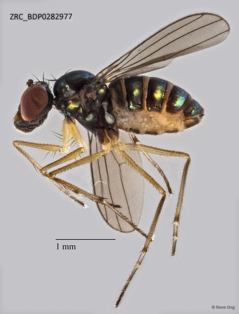 Thinophilus apicatus