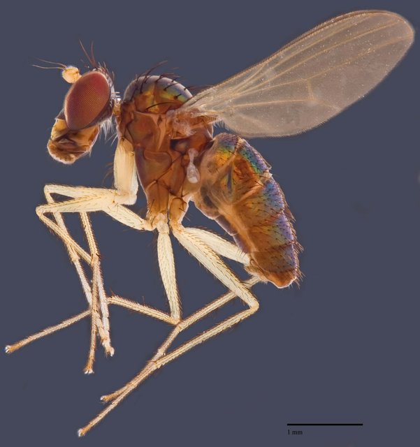 Thinophilus asiobates