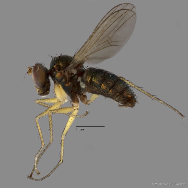 Thinophilus asiobates • © Miteshravin S/O Ravindran • All Rights Reserved