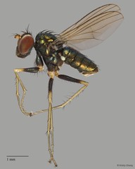 Thinophilus lenachanae Grootaert, 2018