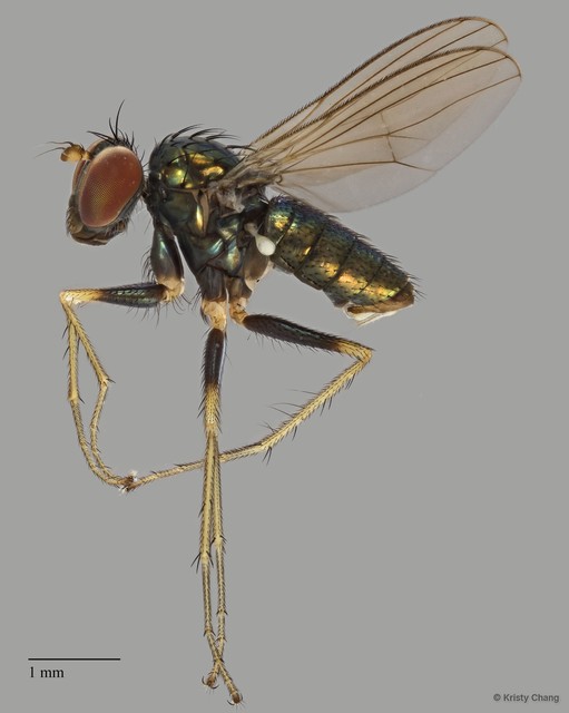Thinophilus lenachanae • © Kristy Chang • All Rights Reserved