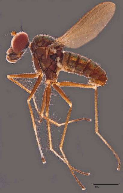 Thinophilus longicilia