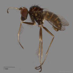 Thinophilus longicilia • © Miteshravin S/O Ravindran • All Rights Reserved