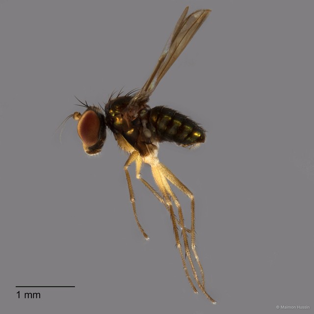 Thinophilus minor