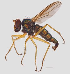 Thinophilus murphyi • © Jayanthi Puniamoorthy • All Rights Reserved