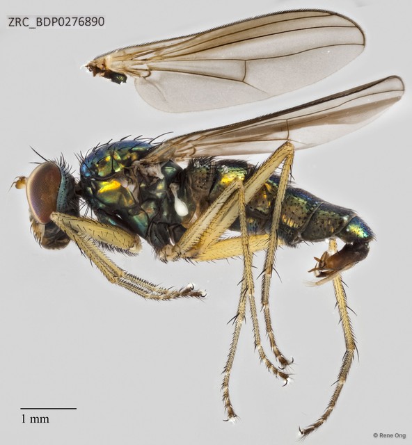 Thinophilus murphyi