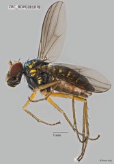 Thinophilus murphyi • © Rene Ong • All Rights Reserved