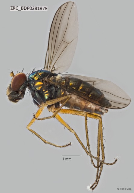 Thinophilus murphyi