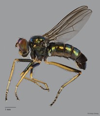 Thinophilus nigrilineatus • © Kristy Chang • All Rights Reserved