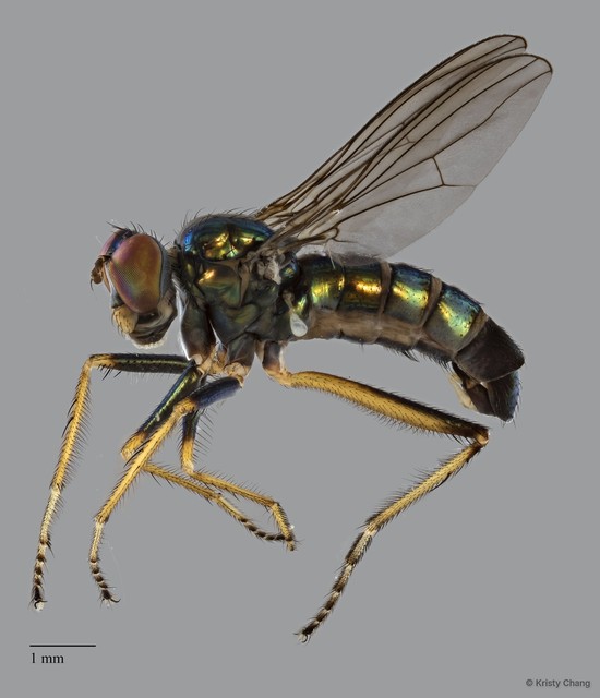 Thinophilus nigrilineatus • © Kristy Chang • All Rights Reserved
