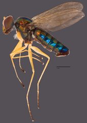 Thinophilus nitens • © Jayanthi Puniamoorthy • All Rights Reserved