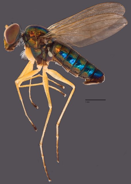 Thinophilus nitens