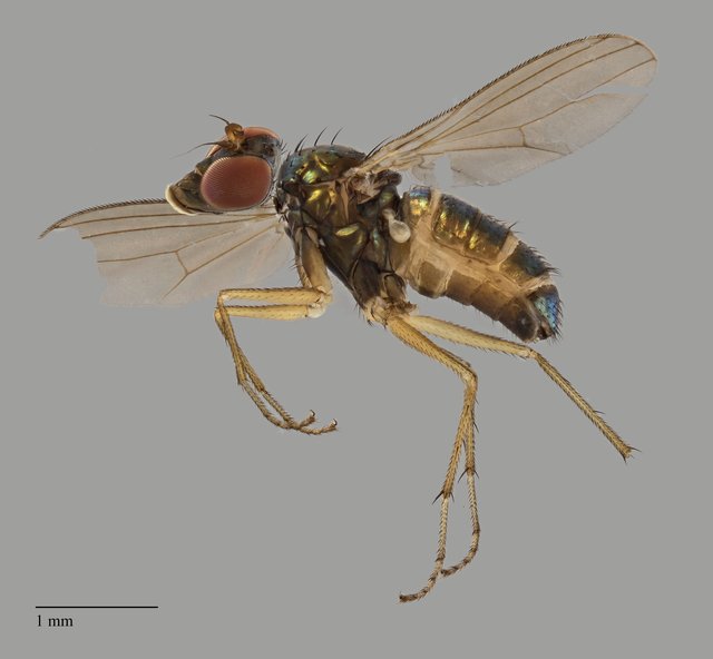 Thinophilus pallitarsis