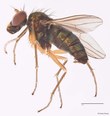 Thinophilus pallitarsis • © Kristy Chang • All Rights Reserved
