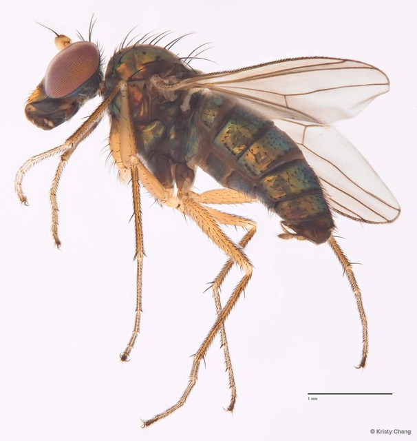Thinophilus pallitarsis • © Kristy Chang • All Rights Reserved