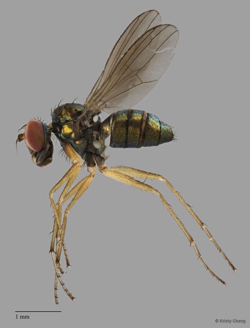 Thinophilus pallitarsis
