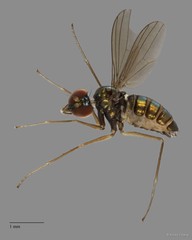 Thinophilus parmatus • © Kristy Chang • All Rights Reserved