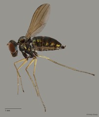 Thinophilus parmatus • © Kristy Chang • All Rights Reserved