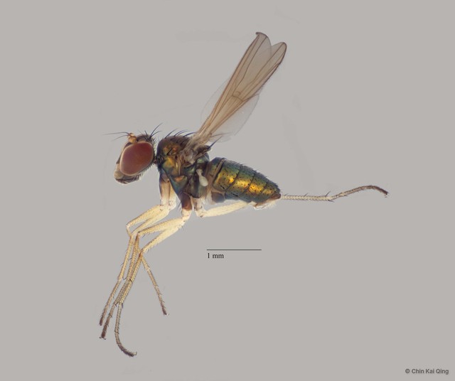 Thinophilus puniamoorthyae