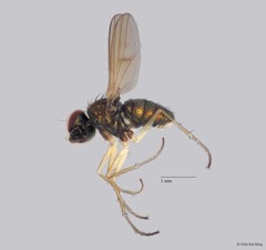 Thinophilus puniamoorthyae • © Chin Kai Qing • All Rights Reserved