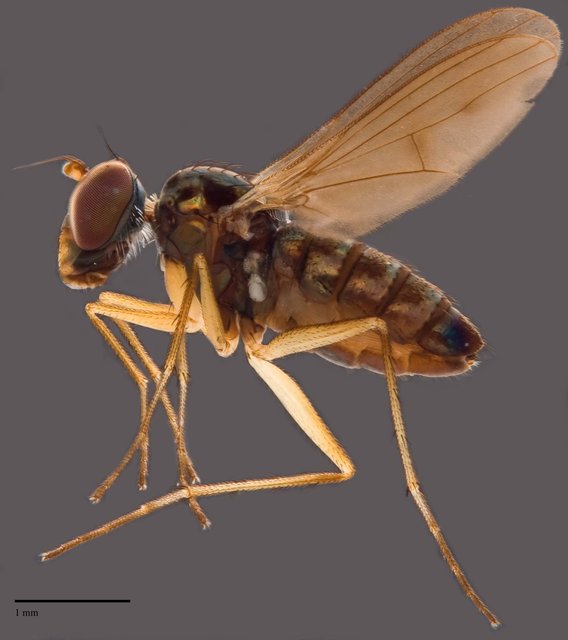 Thinophilus setiventris