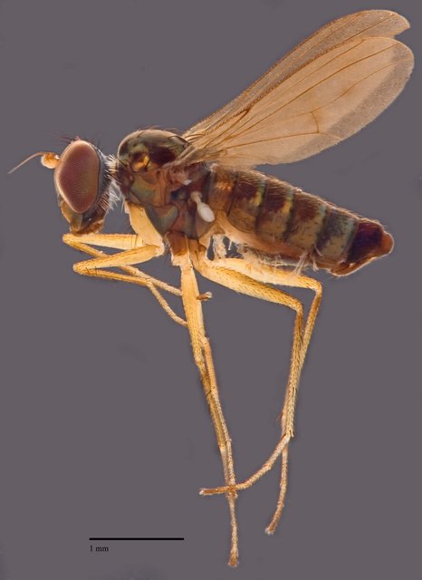 Thinophilus setiventris