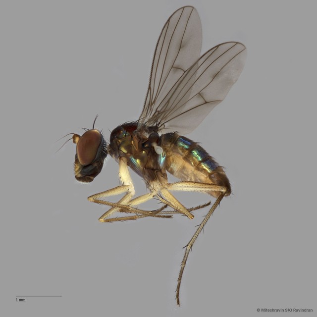 Thinophilus setiventris • © Miteshravin S/O Ravindran • All Rights Reserved