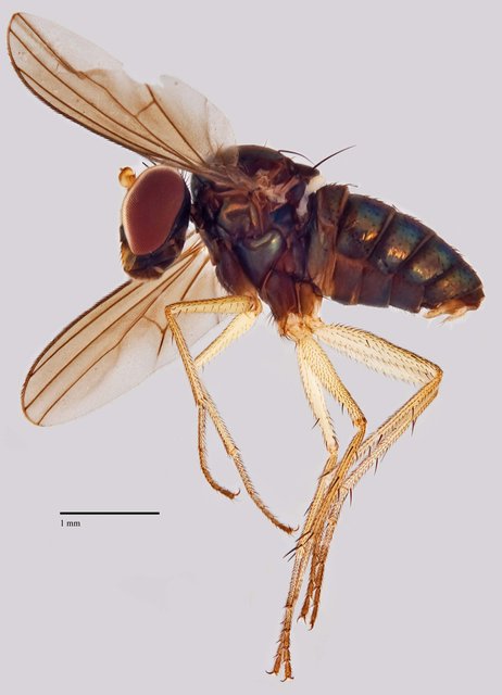 Thinophilus simplex • © Jayanthi Puniamoorthy • All Rights Reserved