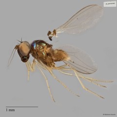 Thinophilus simplex • © Maimon Hussin • All Rights Reserved