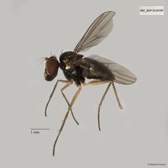 Thinophilus simplex • © Maimon Hussin • All Rights Reserved