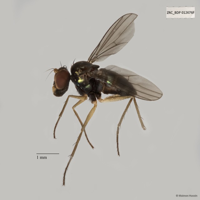Thinophilus simplex