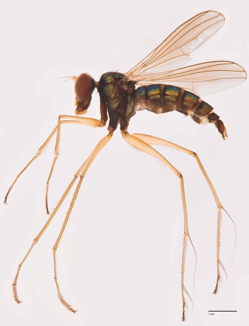 Thinophilus superbus • © Jayanthi Puniamoorthy • All Rights Reserved