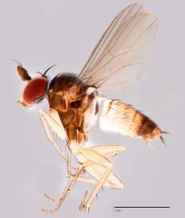 Trigonocera sp. "SCI4"