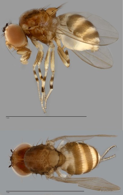 Drosophilidae sp. "cf. Apenthecia ZRCBDP0025129" • © Maimon Hussin • All Rights Reserved