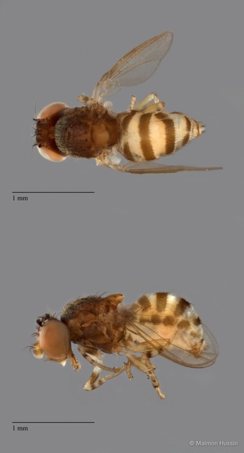 Drosophilidae sp. "cf. Apenthecia ZRCBDP0090348" • © Maimon Hussin • All Rights Reserved