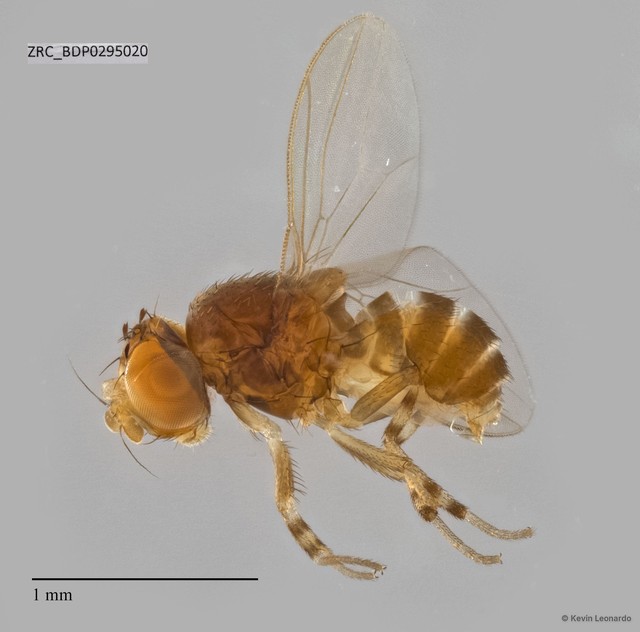 Drosophilidae sp. "cf. Apenthecia ZRCBDP0293174" • © Kevin Leonardo • All Rights Reserved