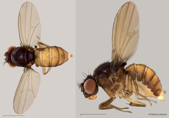 Drosophilidae sp. "cf. Dichaetophora ZRCBDP0021374" • © Maimon Hussin • All Rights Reserved