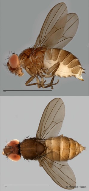 Drosophilidae sp. "cf. Drosophila ZRCBDP0021603" • © Maimon Hussin • All Rights Reserved