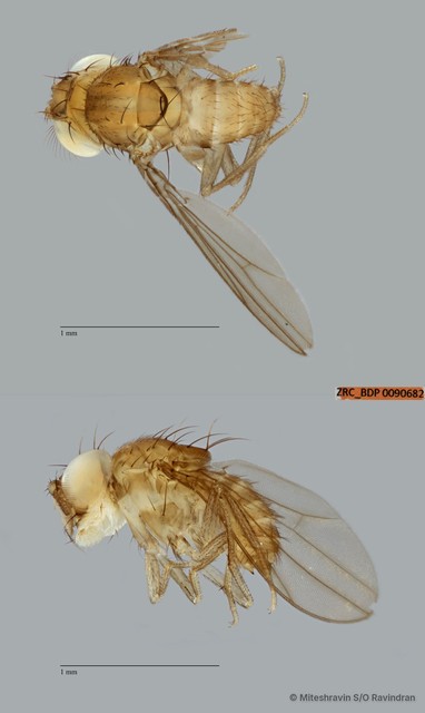 Drosophilidae sp. "cf. Drosophila ZRCBDP0090682" • © Miteshravin S/O Ravindran • All Rights Reserved