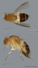 Drosophilidae sp. "cf. Gitona ZRCBDP0091043"
