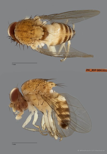 Drosophilidae sp. "cf. Gitona ZRCBDP0093331" • © Miteshravin S/O Ravindran • All Rights Reserved