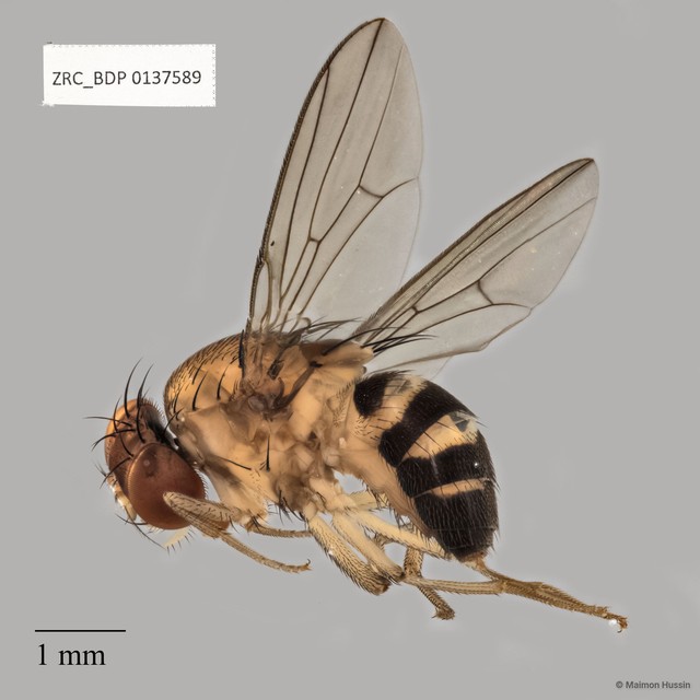 Drosophilidae sp. "cf. Gitona ZRCBDP0137589" • © Maimon Hussin • All Rights Reserved