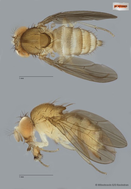 Drosophilidae sp. "cf. Hirtodrosophila ZRCBDP0104974" • © Miteshravin S/O Ravindran • All Rights Reserved