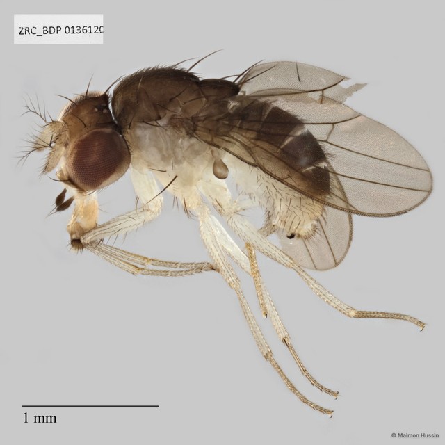 Drosophilidae sp. "cf. Hirtodrosophila ZRCBDP0136120" • © Maimon Hussin • All Rights Reserved