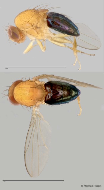 Drosophilidae sp. "cf. Liodrosophila ZRCBDP0025286" • © Maimon Hussin • All Rights Reserved