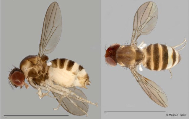 Drosophilidae sp. "cf. Liodrosophila ZRCBDP0025306" • © Maimon Hussin • All Rights Reserved