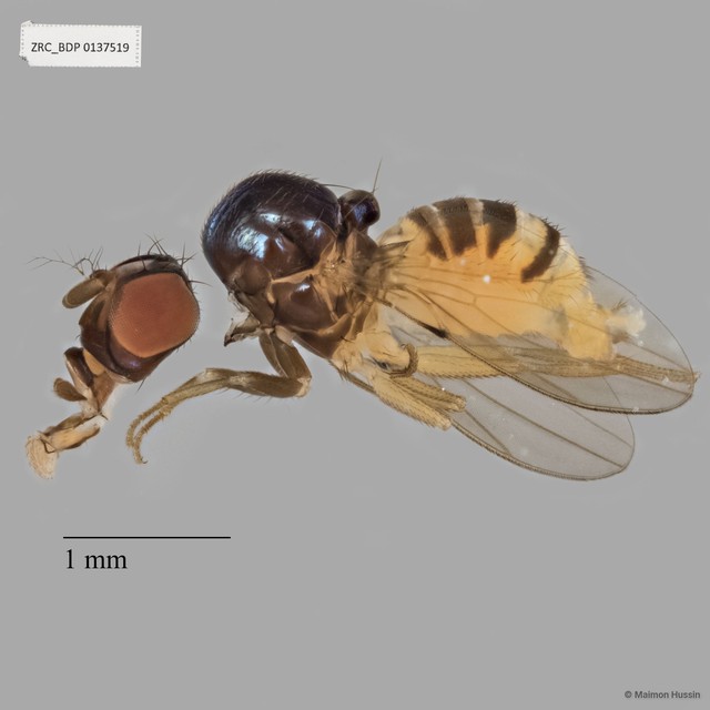 Drosophilidae sp. "cf. Mycodrosophila ZRCBDP0137519" • © Maimon Hussin • All Rights Reserved
