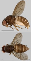 Drosophilidae sp. "cf. Scaptodrosophila ZRCBDP0019722" • © Maimon Hussin • All Rights Reserved