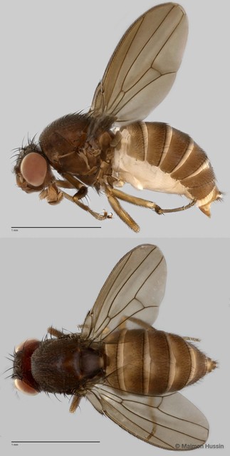 Drosophilidae sp. "cf. Scaptodrosophila ZRCBDP0019722" • © Maimon Hussin • All Rights Reserved